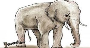 Picture of an elephant with a rope tied to its leg demonstrating the baby elephant syndrome of learned helplessness psychology