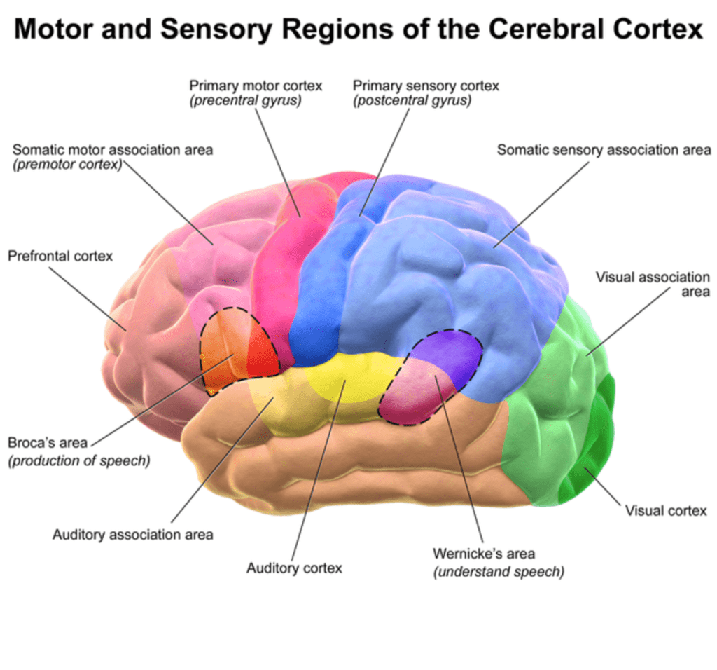 Picture showing the different brain regions
