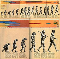 Diagram capturing the Ascent of humans diagram which Emile Bruneau applied in his work on combating dehumanization and conflict resolution